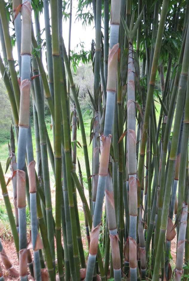 Privacy screen using bamboo plants - buy Bambusa chungii bamboo plants in Brisbane, QLD. Ships to Cairns.