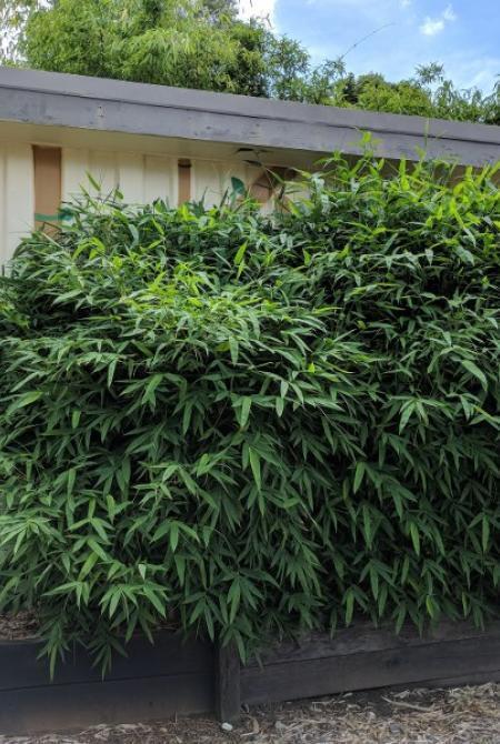 Grow bamboo in a pot - buy Chinese Dwarf bamboo plants in Brisbane