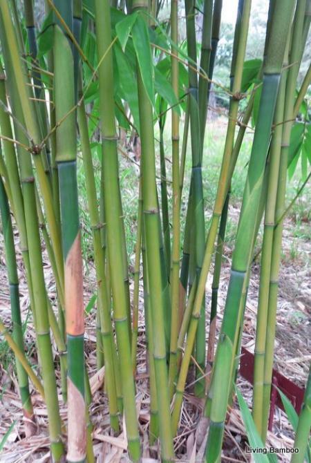 Buy Green Ghost bamboo plants in Brisbane