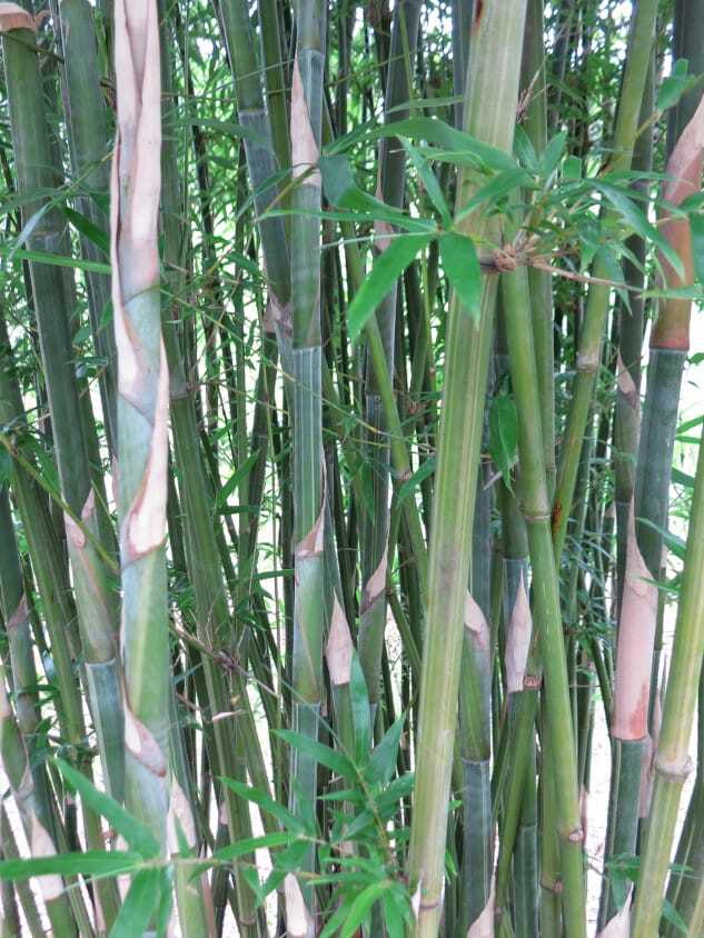 Albo-Striata bamboo plants for sale in Brisbane