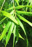 Buy Bonnie Bamboo Plants at Living Bamboo. Ship to Sunshine Coast.