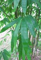 Green Ghost bamboo plants - Buy from Living Bamboo
