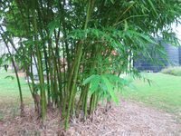 Ornamental bamboo plant - Malay Dwarf Green bamboo plants for sale