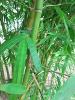 Ornamental bamboo plant - Malay Dwarf Green bamboo plants for sale