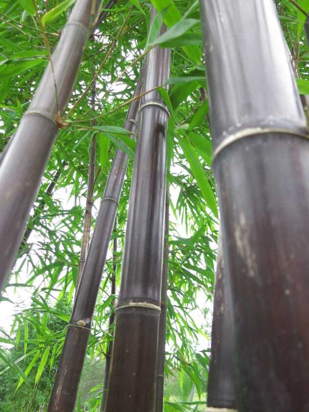 Buy Timor Black bamboo plant windbreak Sydney
