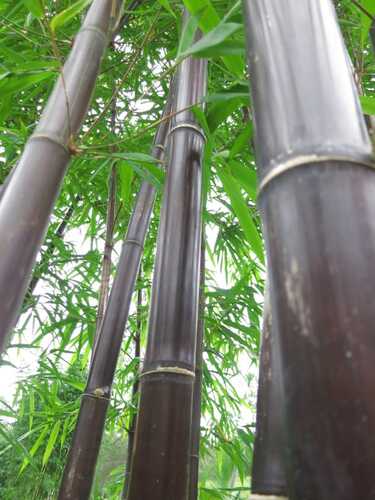 Timor Black Bamboo