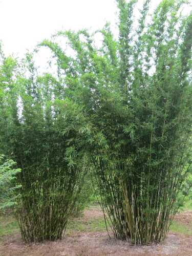 Buy Albo-Striata bamboo plants from Living Bamboo