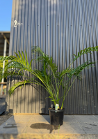 cascade-palm-plant