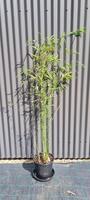 Buy Himalayan Weeping bamboo plants from Living Bamboo