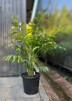 parlour-palm-plant