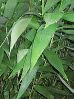 Tiger Grass plants for sale from Living Bamboo plant nursery