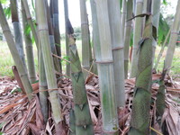 Buy White Ghost bamboo plants from Living Bamboo