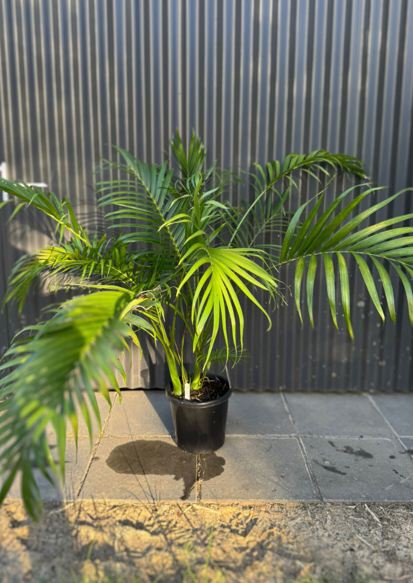 cascade-palm