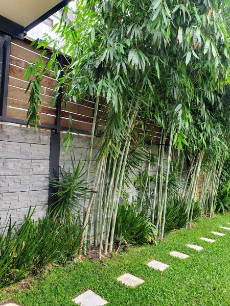 White Ghost bamboo plants in Brisbane