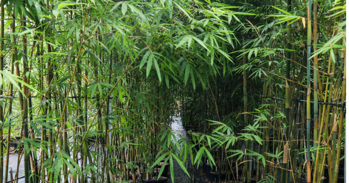 Beautiful Bamboo