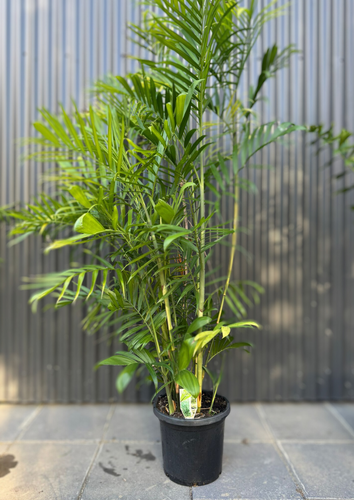 Bamboo Palm