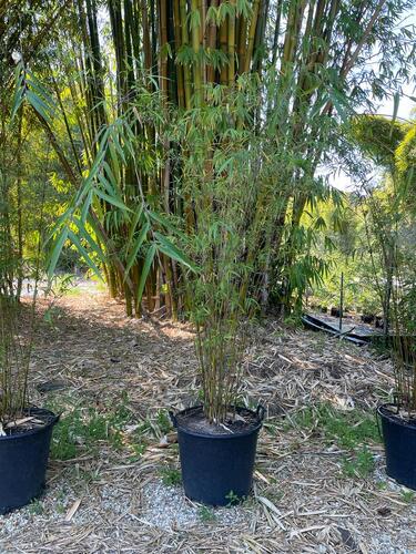 Purple Jade Bamboo