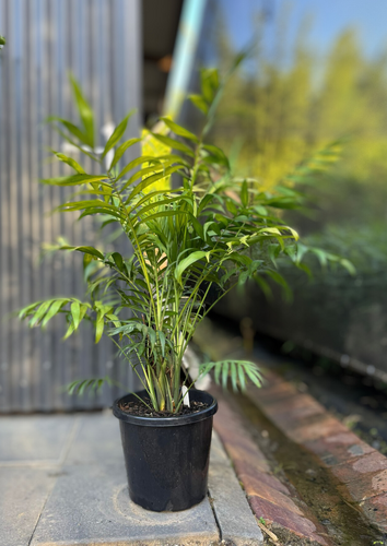 Parlour Palm