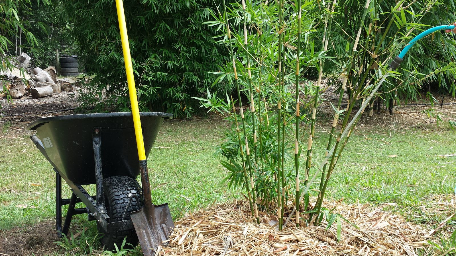 How to Plant Bamboo image