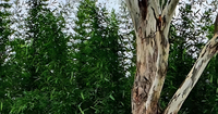 Harnessing the Power of Bamboo Plants for Effluent Management & Phytoremediation image