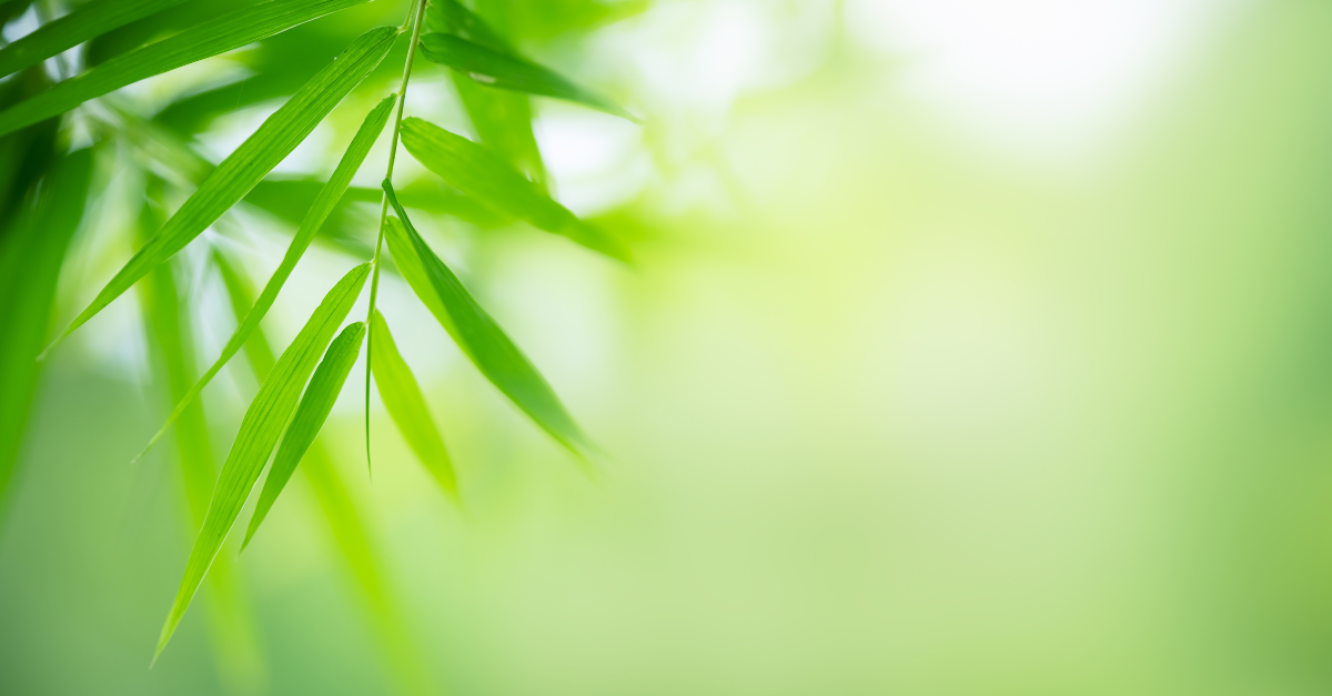 Bamboo Trees: Welcome to Living Bamboo, Your Premium Provider image